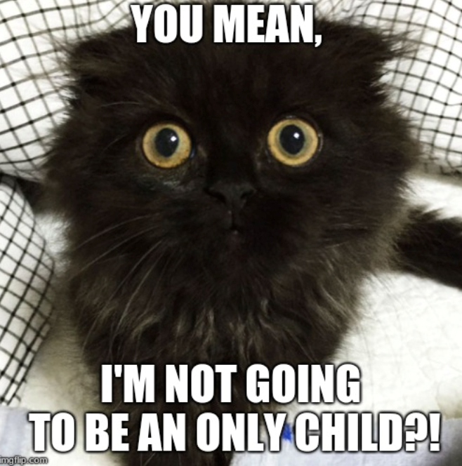 YOU MEAN, I'M NOT GOING TO BE AN ONLY CHILD?! mgflip.com