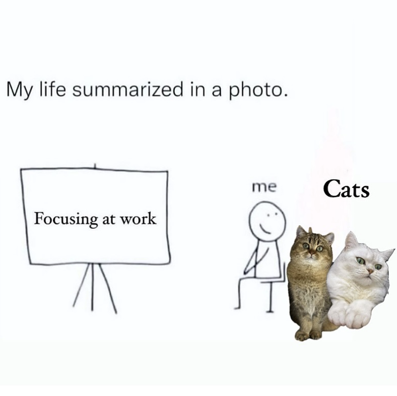 My life summarized in a photo. me Cats Focusing at work