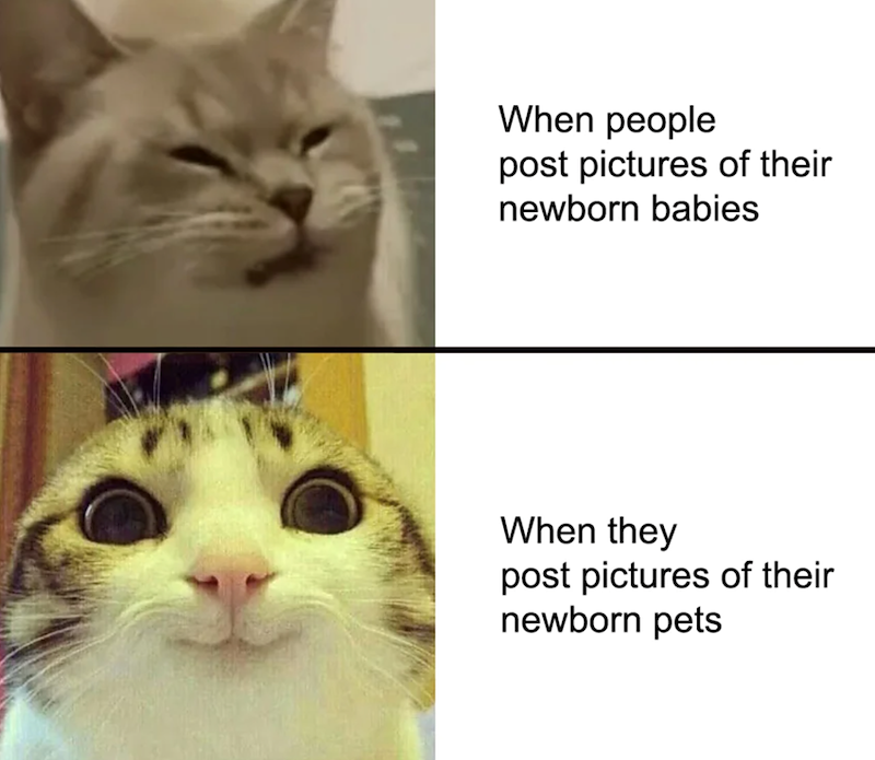 When people post pictures of their newborn babies When they post pictures of their newborn pets