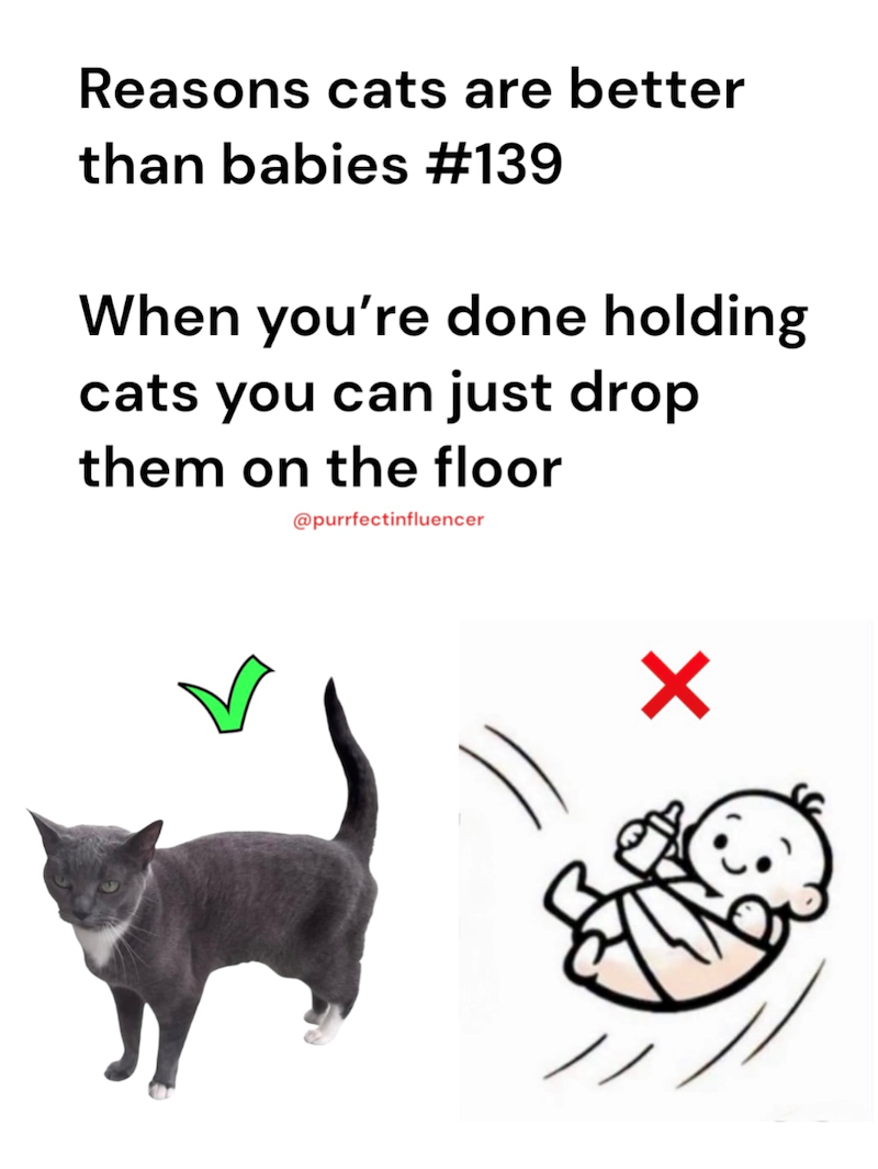 Reasons cats are better than babies #139 When you're done holding cats you can just drop them on the floor @purrfectinfluencer