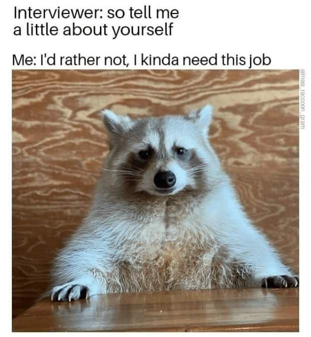 Interviewer: so tell me a little about yourself Me: I'd rather not, I kinda need this job insta raccoon.gram