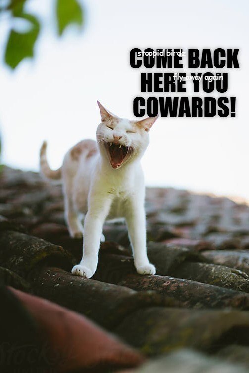 Stock Stoppid birdz BACK fly away again COWARDS!