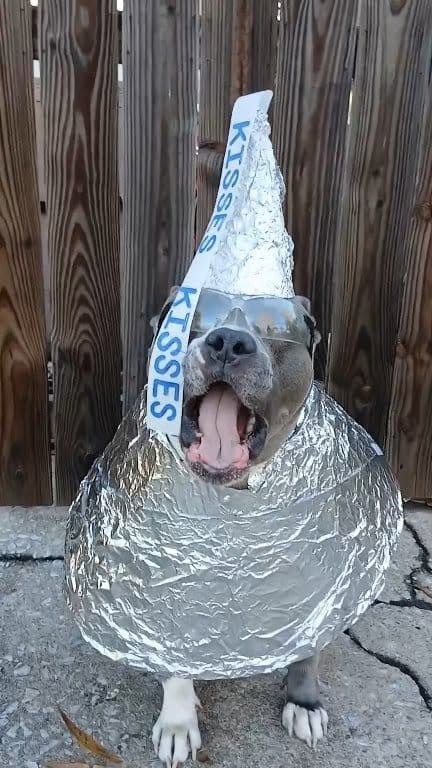 KISSES KISSES