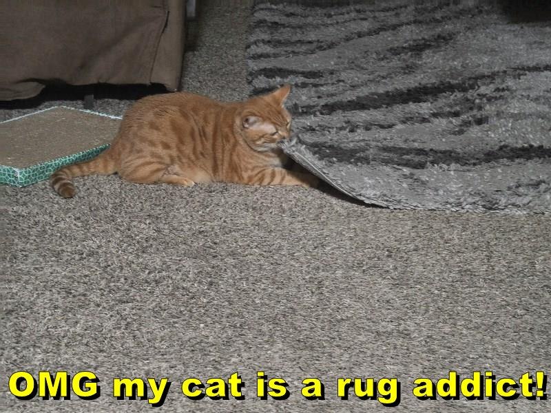 OMG my cat is a rug addict!