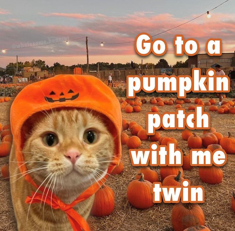 @wholesome.beancat Go to a pumpkin patch with me twin