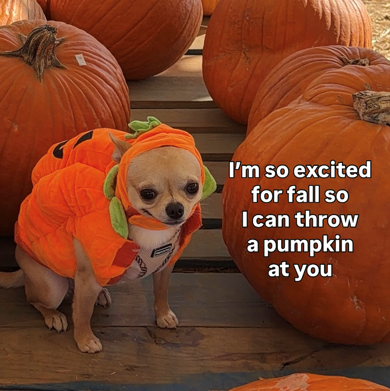 I'm so excited for fall so I can throw a pumpkin at you