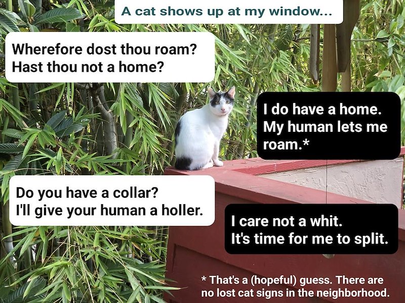 A cat shows up at my window... Wherefore dost thou roam? Hast thou not a home? Do you have a collar? I do have a home. My human lets me roam.* I'll give your human a holler. I care not a whit. It's time for me to split. *That's a (hopeful) guess. There are no lost cat signs in the neighborhood.