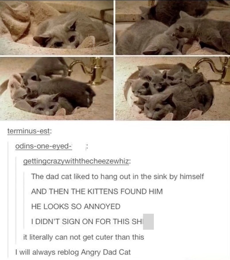 terminus-est: odins-one-eyed- gettingcrazywiththecheezewhiz: The dad cat liked to hang out in the sink by himself AND THEN THE KITTENS FOUND HIM HE LOOKS SO ANNOYED I DIDN'T SIGN ON FOR THIS SHI it literally can not get cuter than this I will always reblog Angry Dad Cat