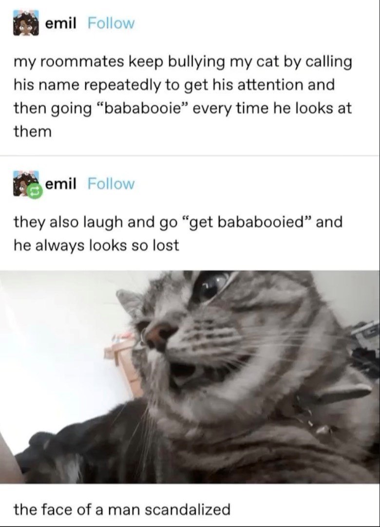 emil Follow my roommates keep bullying my cat by calling his name repeatedly to get his attention and then going "bababooie" every time he looks at them emil Follow they also laugh and go "get bababooied" and he always looks so lost the face of a man scandalized
