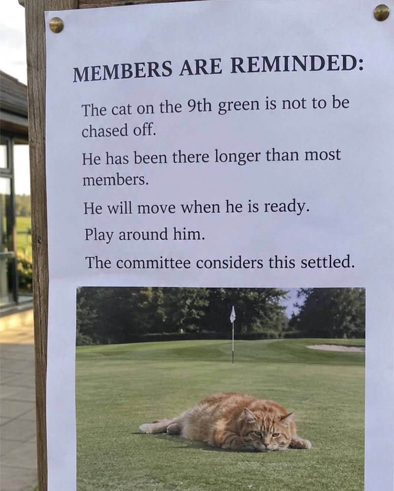 MEMBERS ARE REMINDED: The cat on the 9th green is not to be chased off. He has been there longer than most members. He will move when he is ready. Play around him. The committee considers this settled.