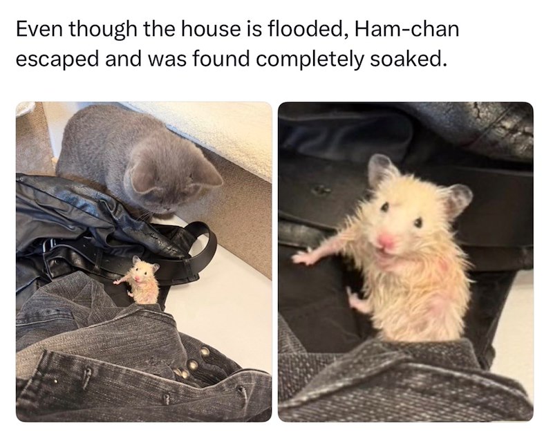 Even though the house is flooded, Ham-chan escaped and was found completely soaked.