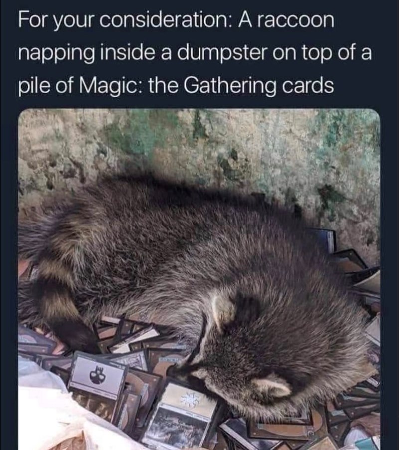 For your consideration: A raccoon napping inside a dumpster on top of a pile of Magic: the Gathering cards