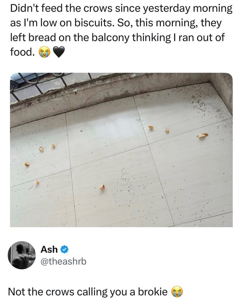 Didn't feed the crows since yesterday morning as I'm low on biscuits. So, this morning, they left bread on the balcony thinking I ran out of food. Ash >> @theashrb Not the crows calling you a brokie