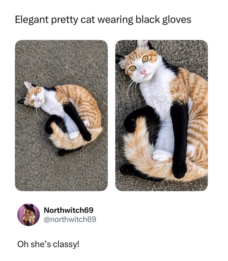 Elegant pretty cat wearing black gloves Northwitch69 @northwitch69 Oh she's classy!