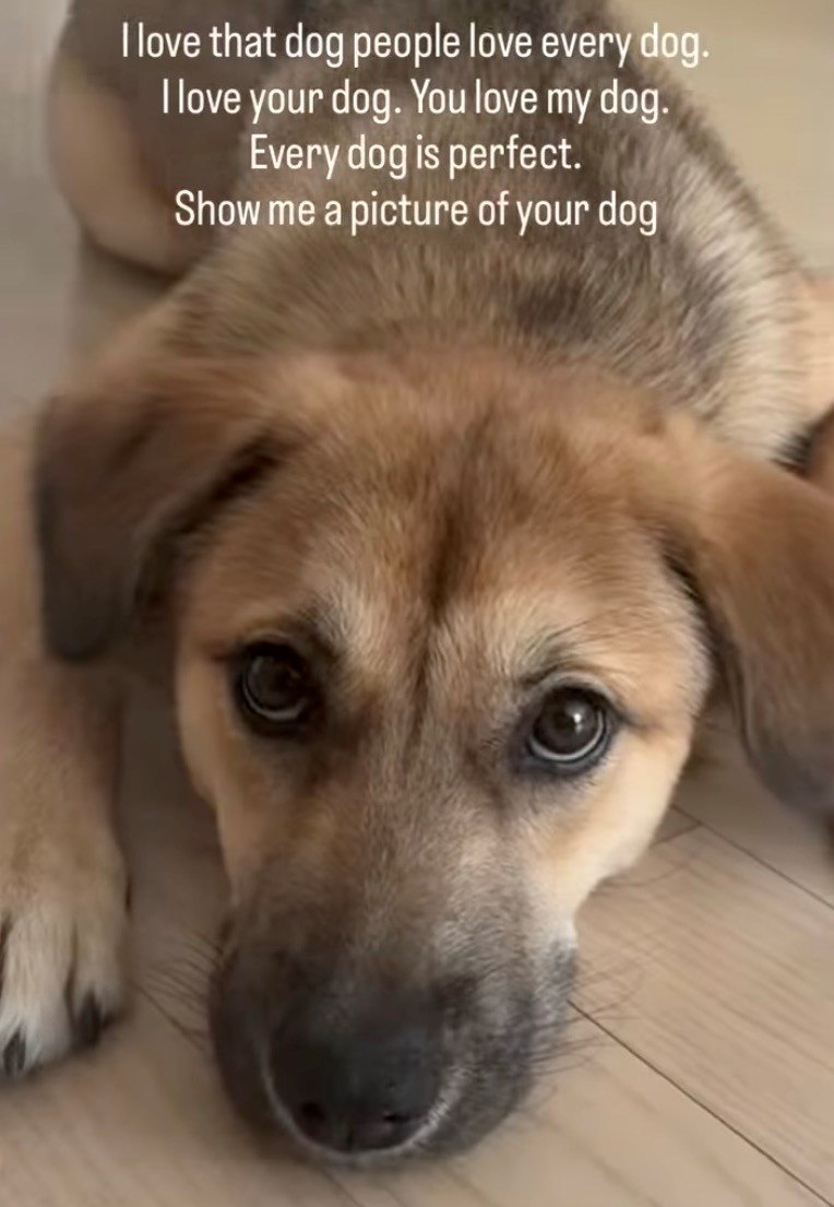 I love that dog people love every dog. I love your dog. You love my dog. Every dog is perfect. Show me a picture of your dog