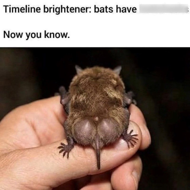 Timeline brightener: bats have Now you know.