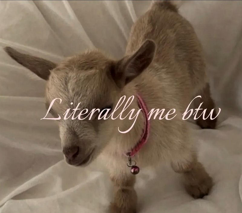 Literally me btw