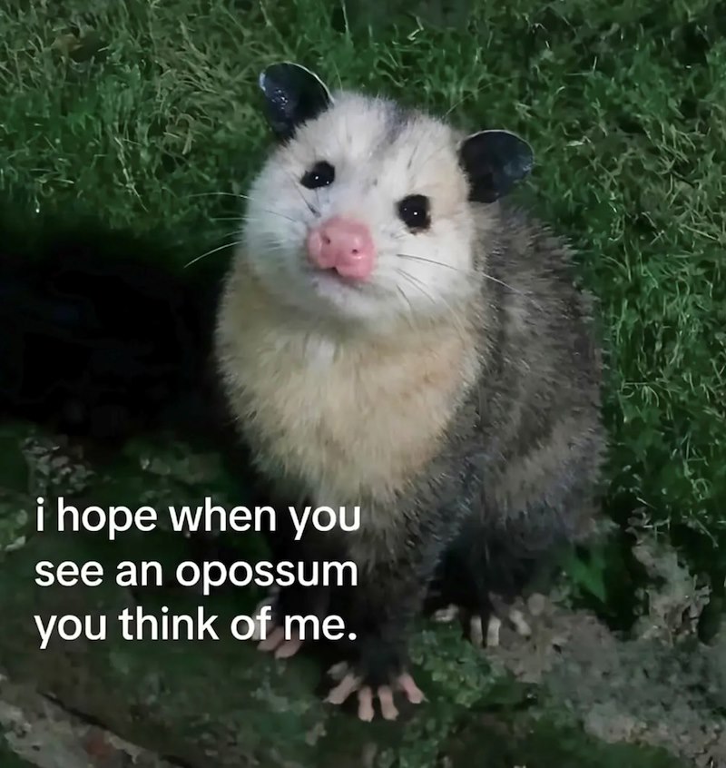i hope when you see an opossum you think of me.