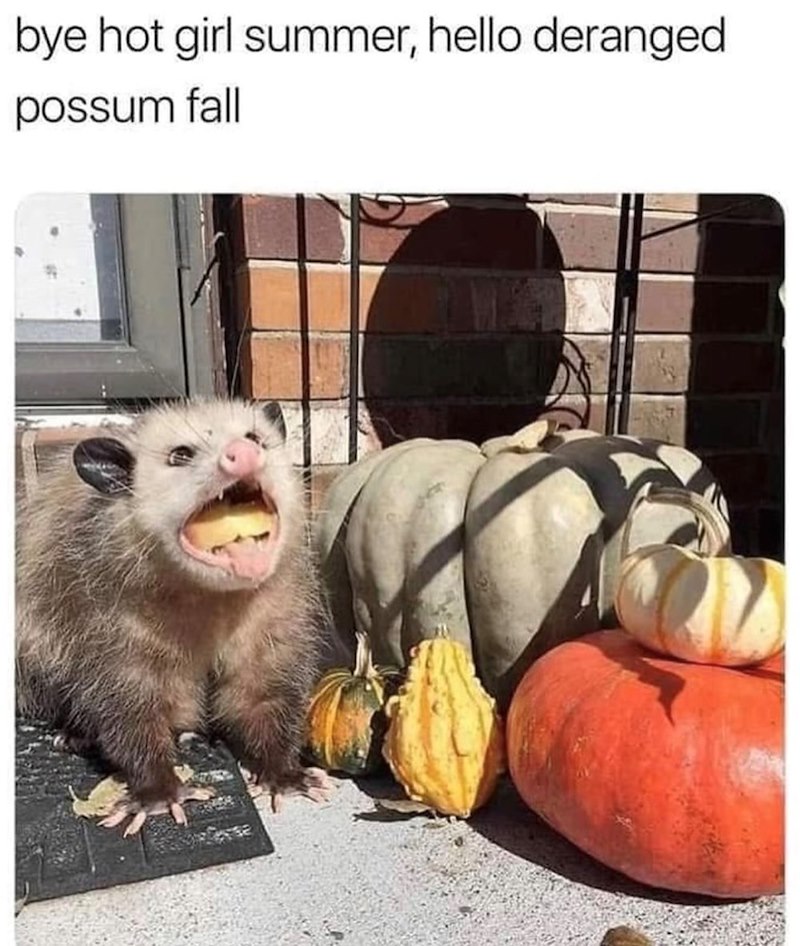 bye hot girl summer, hello deranged possum fall