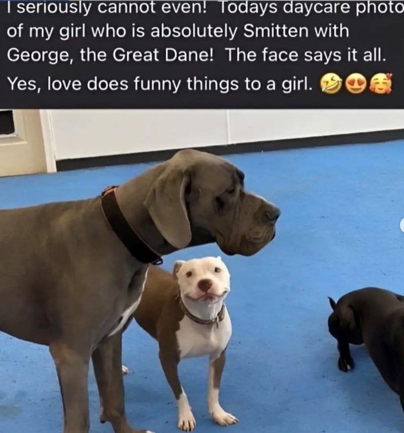 I seriously cannot even! Todays daycare photo of my girl who is absolutely Smitten with George, the Great Dane! The face says it all. Yes, love does funny things to a girl.