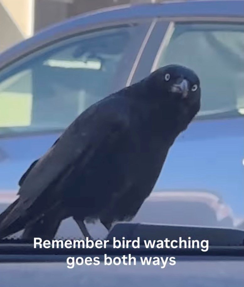 Remember bird watching goes both ways
