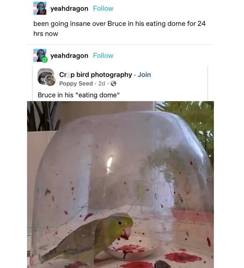 yeahdragon Follow been going insane over Bruce in his eating dome for 24 hrs now yeahdragon Follow Crop bird photography. Join Poppy Seed 2d. Bruce in his "eating dome"