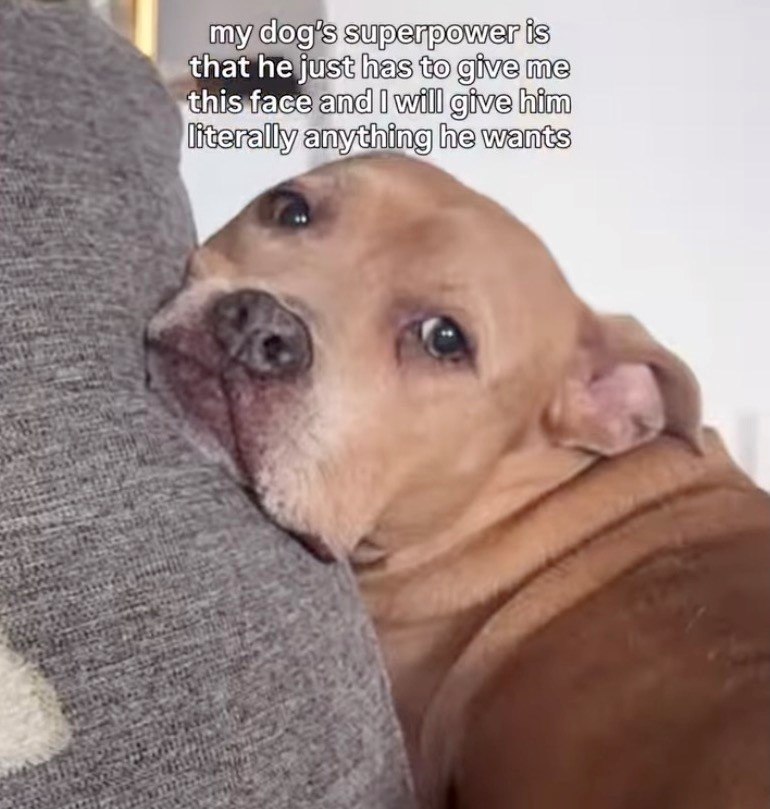 my dog's superpower is that he just has to give me this face and I will give him literally anything he wants