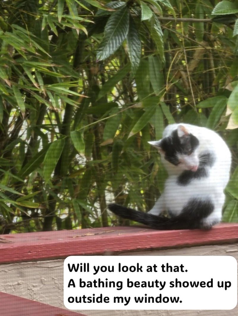 Will you look at that. A bathing beauty showed up outside my window.