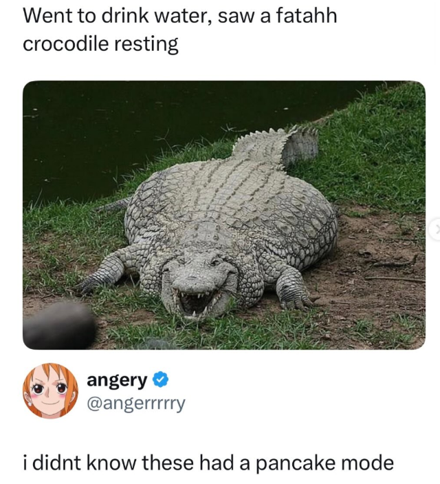 Went to drink water, saw a fatahh crocodile resting angery @angerrrrry i didnt know these had a pancake mode