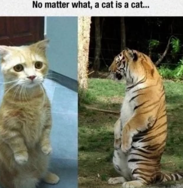 No matter what, a cat is a cat...