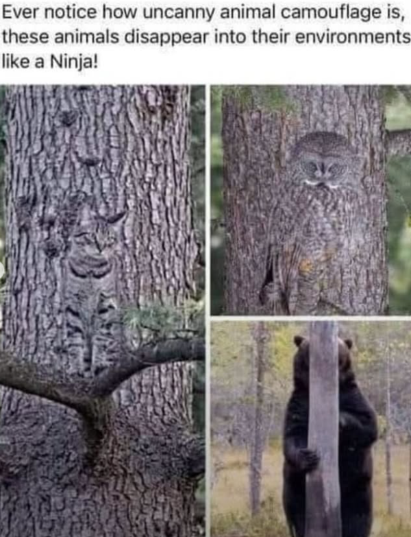Ever notice how uncanny animal camouflage is, these animals disappear into their like a Ninja! environments