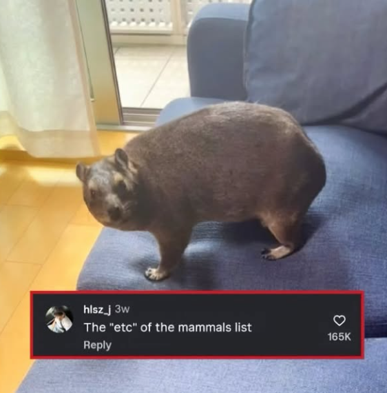 hlsz_j 3w The "etc" of the mammals list Reply 165K