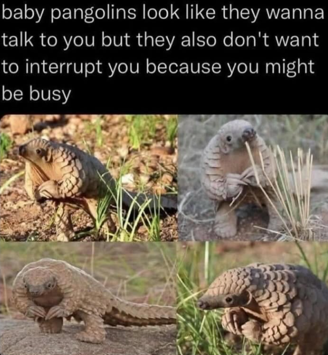 baby pangolins look like they wanna talk to you but they also don't want to interrupt you because you might be busy