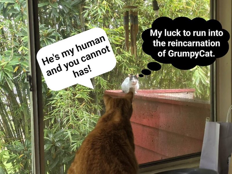 He's my human and you cannot has! My luck to run into the reincarnation of GrumpyCat.