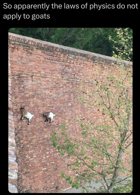 So apparently the laws of physics do not apply to goats