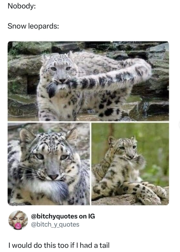 Nobody: Snow leopards: malip.com @bitchyquotes on IG @bitch_y_quotes I would do this too if I had a tail