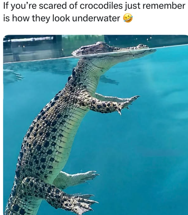If you're scared of crocodiles just remember is how they look underwater