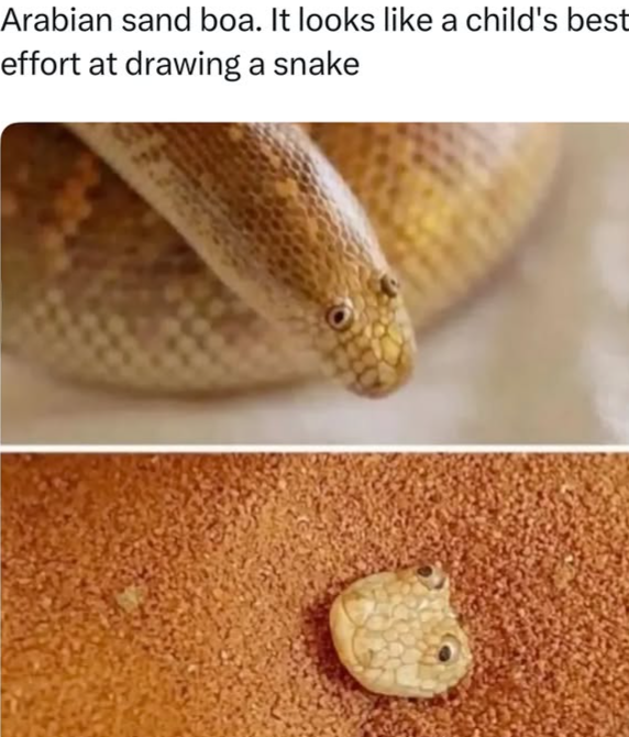 Arabian sand boa. It looks like a child's best effort at drawing a snake