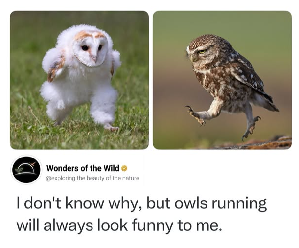 Wonders of the Wild ❤ @exploring the beauty of the nature I don't know why, but owls running will always look funny to me.