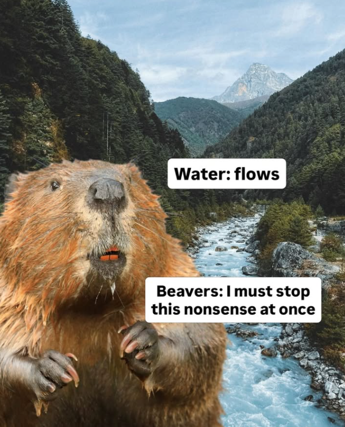 Water: flows Beavers: I must stop this nonsense at once