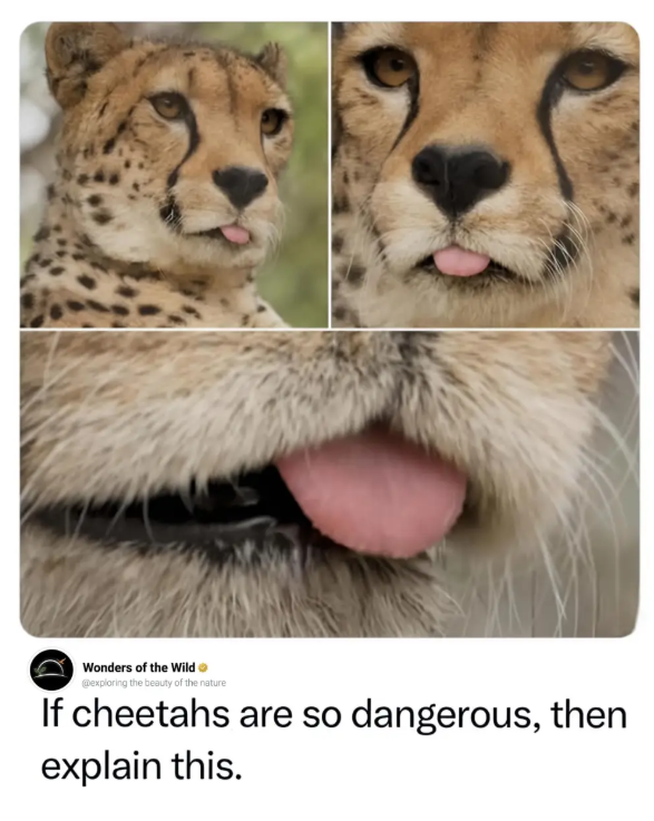 Wonders of the Wild @exploring the beauty of the nature If cheetahs are so dangerous, then explain this.