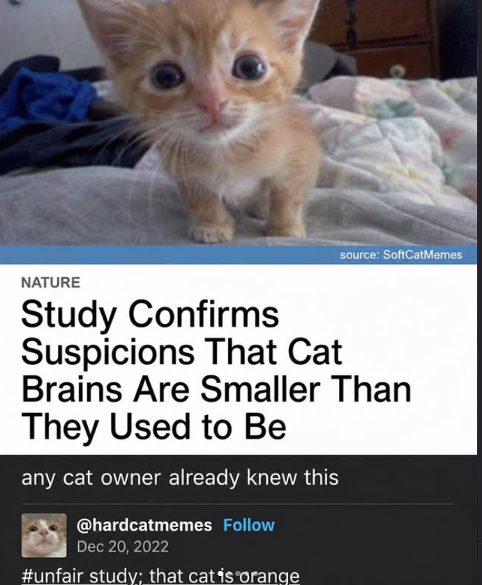 source: SoftCatMemes NATURE Study Confirms Suspicions That Cat Brains Are Smaller Than They Used to Be any cat owner already knew this @hardcatmemes Follow Dec 20, 2022 #unfair study; that catis orange