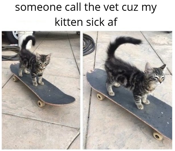 someone call the vet cuz my kitten sick af