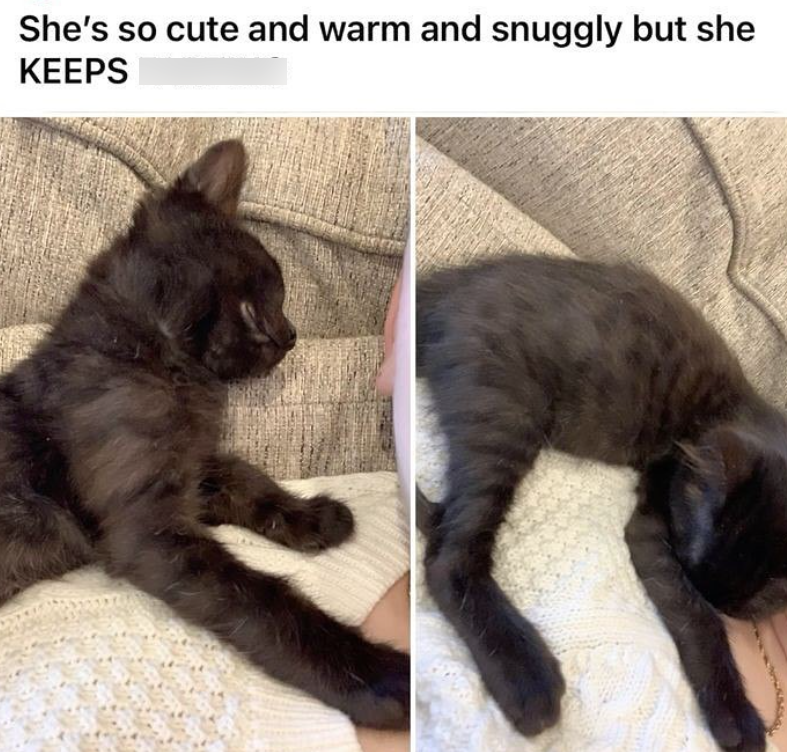 She's so cute and warm and snuggly but she KEEPS