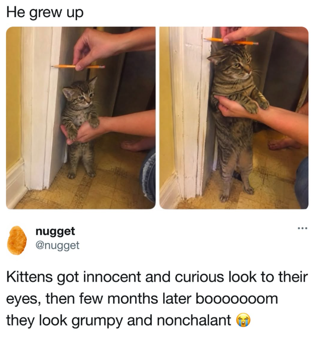 He grew up nugget @nugget ... Kittens got innocent and curious look to their eyes, then few months later booooooom they look grumpy and nonchalant
