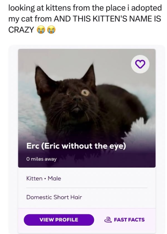 looking at kittens from the place i adopted my cat from AND THIS KITTEN'S NAME IS CRAZY Erc (Eric without the eye) O miles away Kitten • Male Domestic Short Hair VIEW PROFILE FAST FACTS 3