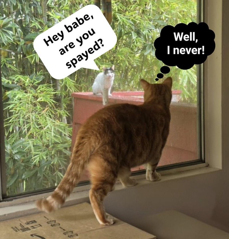 Hey babe, are you spayed? 08-04 Well, I never!