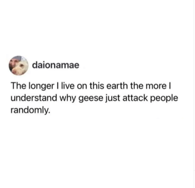 daionamae The longer I live on this earth the more I understand why geese just attack people randomly.