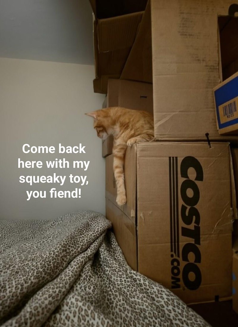 Come back here with my squeaky toy, you fiend! 4305 COSTCO ECOM
