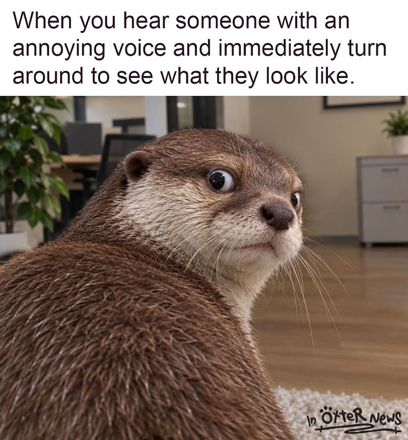 When you hear someone with an annoying voice and immediately turn around to see what they look like. In ötter News